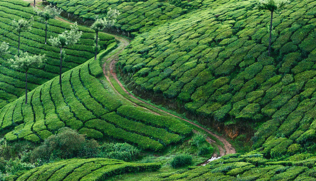 Tours of South India Ooty